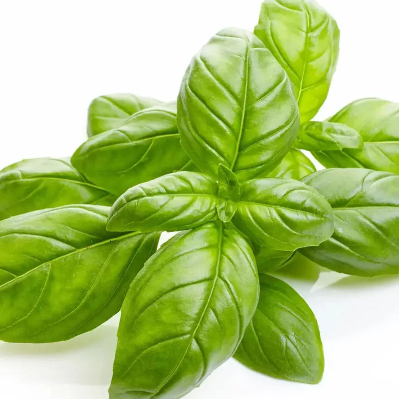 BASILIC